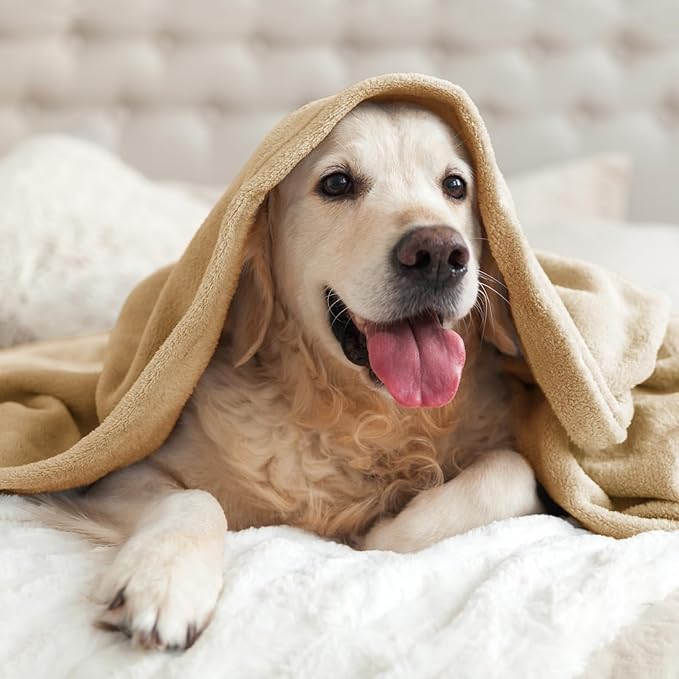 BEDELITE Fleece Blanket Twin Size Light Camel Throw Blankets for Couch & Bed, Luxury Plush Cozy Fuzzy Blanket 60x80 inches, Super Soft Warm Lightweight Throw Blanket for Travel Camping